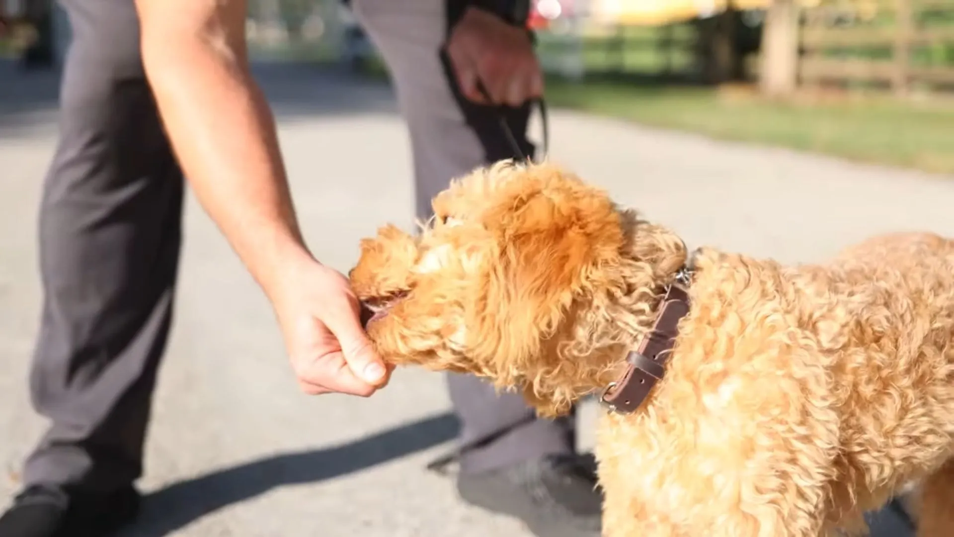 Mini Goldendoodle Service Dog | Are They Good Service Dog? 1 Golden Retriever Service Dog