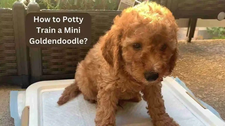 How to Potty Train a Mini Goldendoodle? A Complete Guide 2024 7 How to Potty Train a Mini Goldendoodle? A Complete Guide 2024
