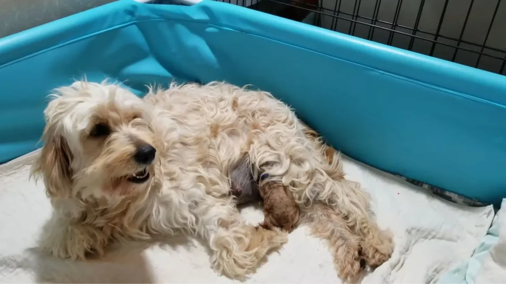 Mini Goldendoodle Pregnant
