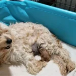 Mini Goldendoodle Pregnant