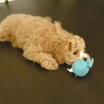 Mini Goldendoodle Separation Anxiety