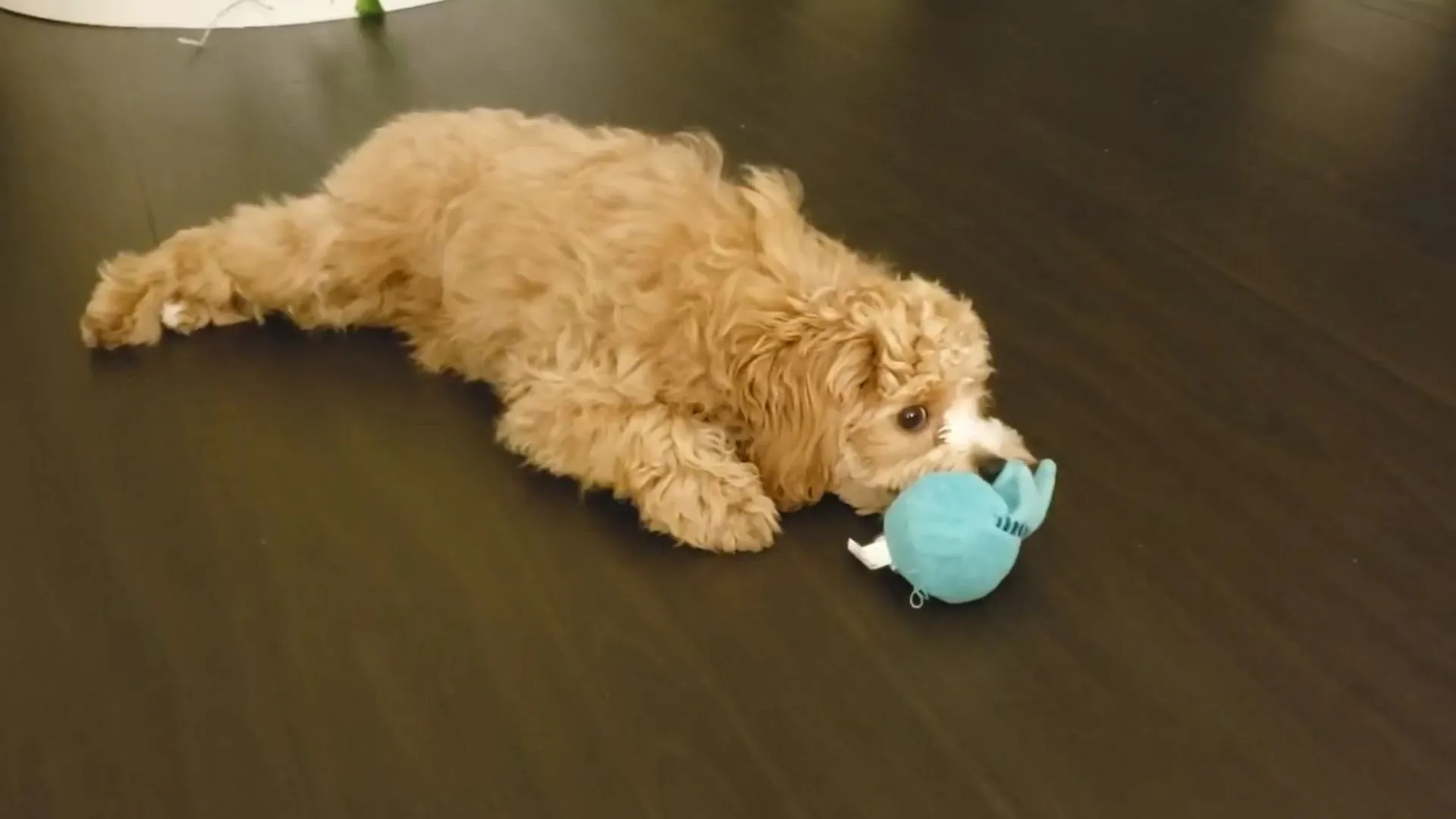 How To Tackle Mini Goldendoodle Separation Anxiety 1 Mini Goldendoodle Separation Anxiety