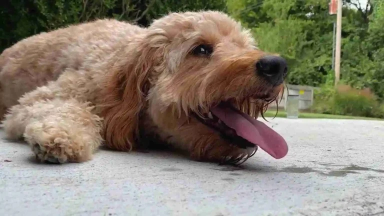 When do Mini Goldendoodles Go Into Heat? A Complete Guide 6 When do Mini Goldendoodles Go Into Heat? A Complete Guide