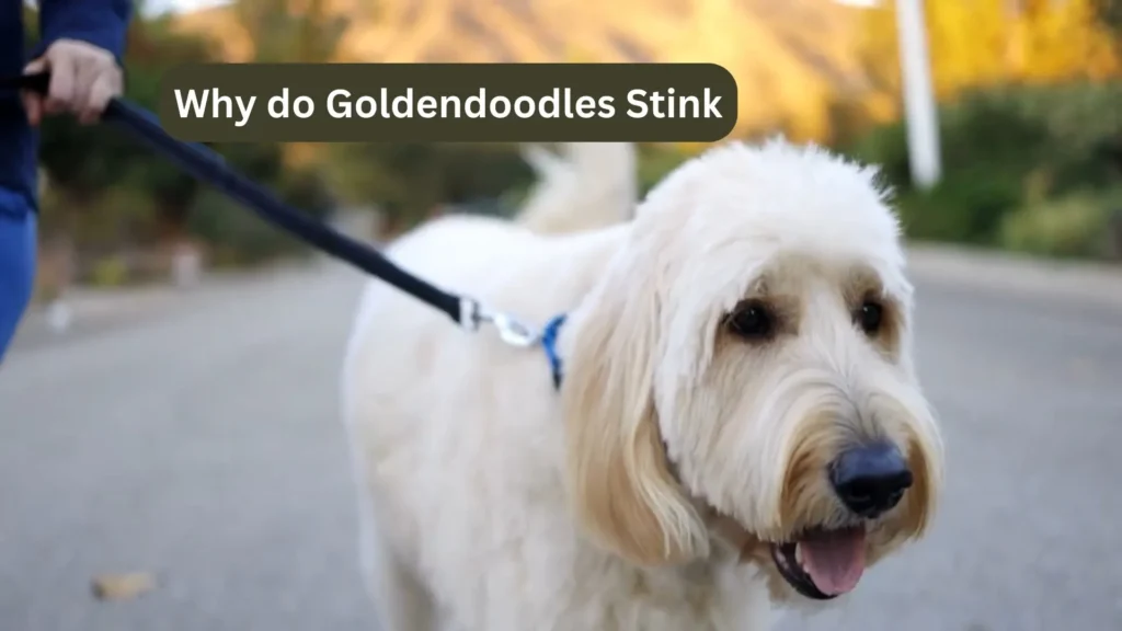 Why do Goldendoodles Stink? A Complete Guide 2024 2 Why do Goldendoodles Stink
