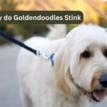 Why do Goldendoodles Stink