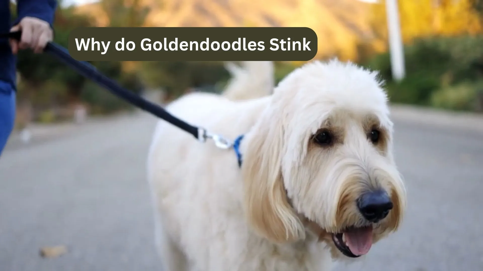 Why do Goldendoodles Stink? A Complete Guide 2024 1 Why do Goldendoodles Stink