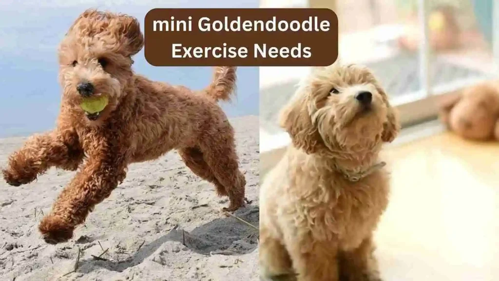 mini Goldendoodle Exercise Needs