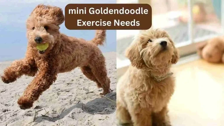 mini Goldendoodle Exercise Needs? A Complete Breed Guide 2024 8 mini Goldendoodle Exercise Needs? A Complete Breed Guide 2024