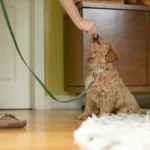 Mini Goldendoodle for adoption